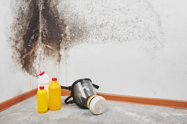 Best Residential Mold Removal  in Coppell, TX