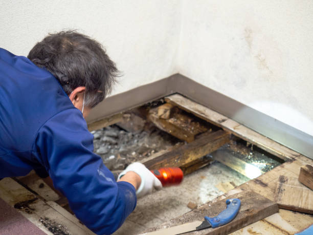 Best Mold Remediation  in Coppell, TX