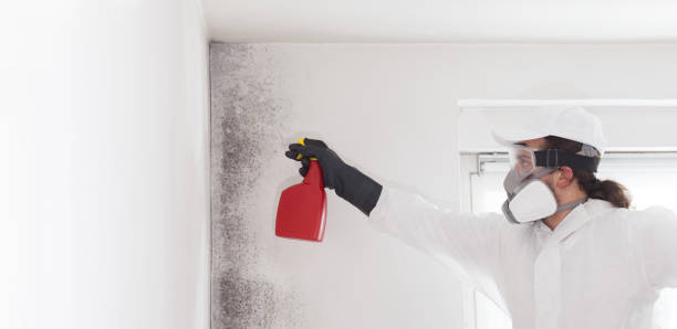 Best Black Mold Removal  in Coppell, TX