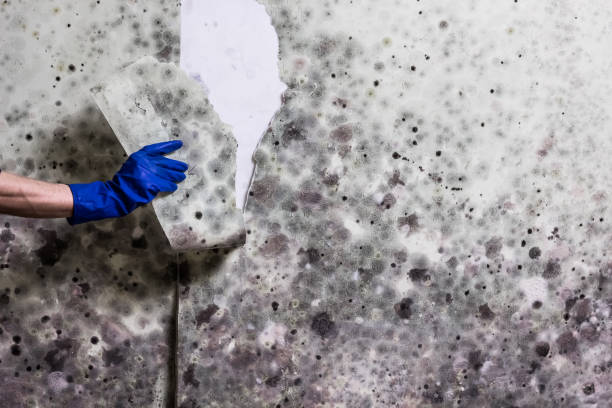 Best Toxic Mold Removal  in Coppell, TX
